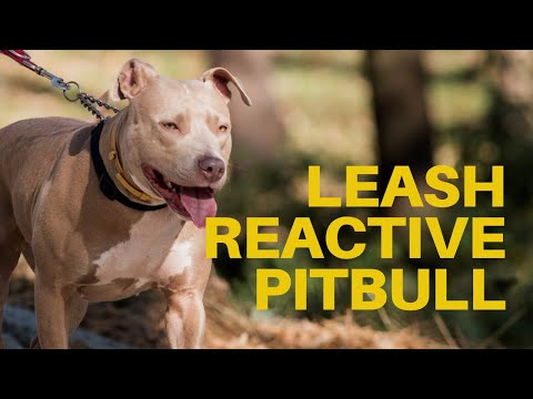 The Balanced K-9, LLC video.