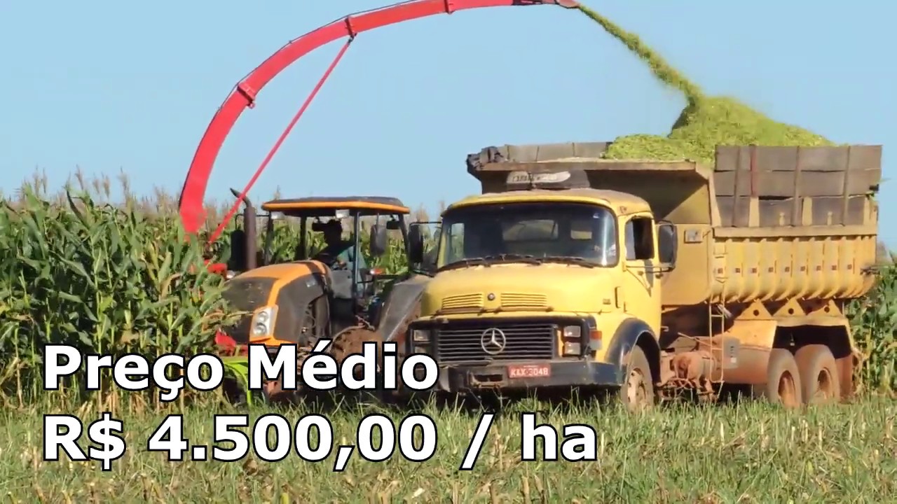 MILHO + CAPIM = 55 t / ha de silagem e pasto a custo zero e 3 UA's/ha