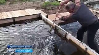 Фермер из Красноборского района разводит осетровые породы рыб