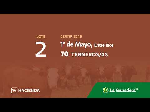 Lote Terneros/as 1° de Mayo