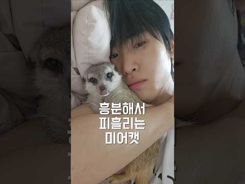 흥분해서 피흘리는 미어캣