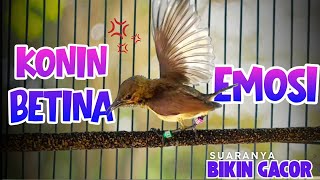 Download lagu Konin betina emosi terapi konin jantan biar gacor dan birahi bongkar materi mp3