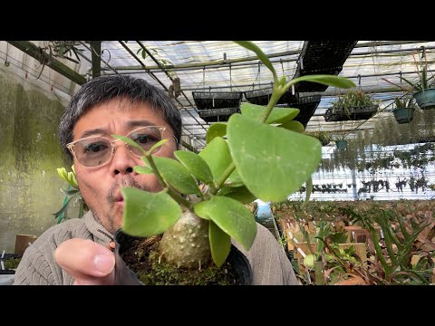 粘土ボールは夏のプランターで湿気を保ちます 