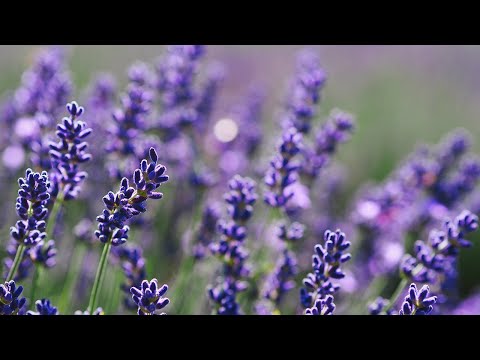 Französischer Lavendel Part 1 & 2