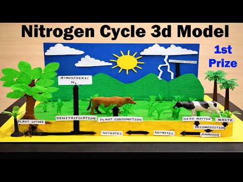 Beautiful Printable Nitrogen Cycle Models For Kids
