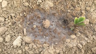 Building Soil Organic Matter