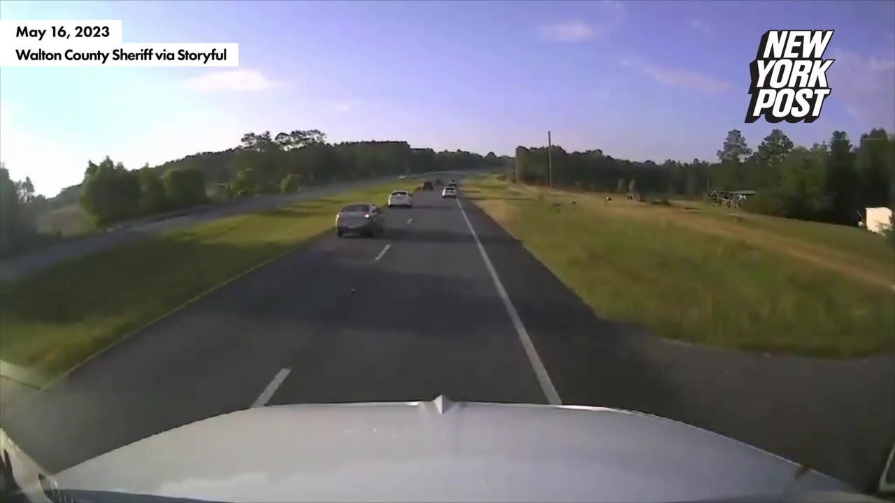 Driver stops to help turtle on busy Florida highway, causes multi-vehicle crash | New York Post