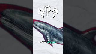 Download lagu Mengenal Ikan Paus: Raksasa Laut yang Menakjubkan mp3