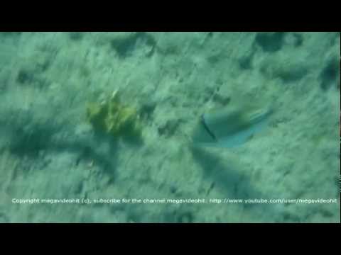 Picasso triggerfish.Egypt. Ринекант Пикассо Египет.بيكاسو الأسماك.