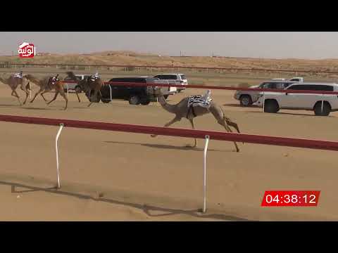  ش 2 (الذاير) لـ محمد عبيد بربيع الكتبي 7:39 , شارة الديوان 2026/3/02 لقايا الجبيب