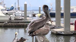 preview picture of video 'Seabirds on a pier in Fernandina Beach, Florida (Amelia Island)'