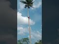 Orang Aceh Manjat Kelapa Aceh Kelapa Acehterkini