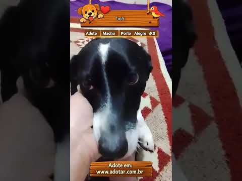 Vídeo de bob
