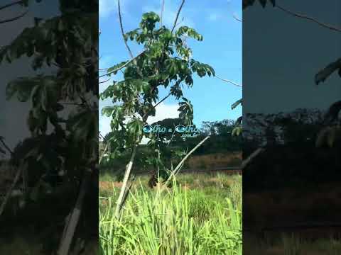 Trens de minério mantêm rotina intensa na região de Fundão-ES. @OlhoaOlhocomCidaCampos