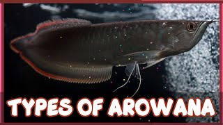Download lagu Types of Arowana Fish mp3 Download lagu Types of Arowana Fish mp3