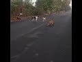 Goat Fucked A Dog Hahahaha