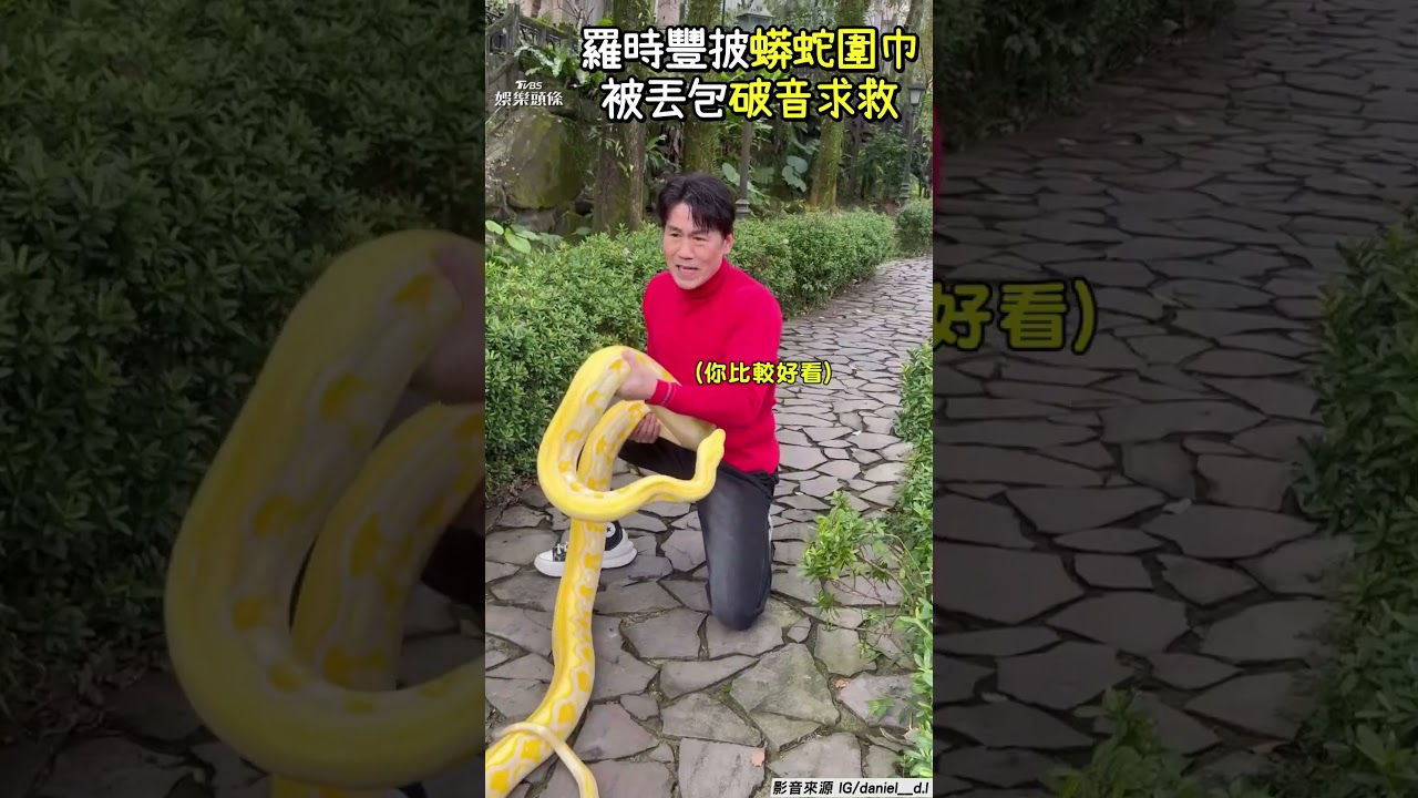 影音／羅時豐「披黃金蟒圍巾」挫咧等　全程僵化被丟包破音求救