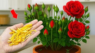 Don’t Throw It Away! It Helps Any Plant Grow Roots and Bloom All Year Long!