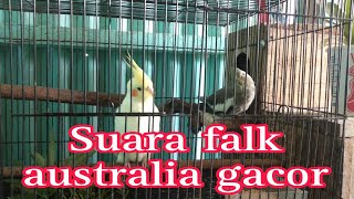 Download lagu Suara burung parkit australia gacor || cockatiel mp3