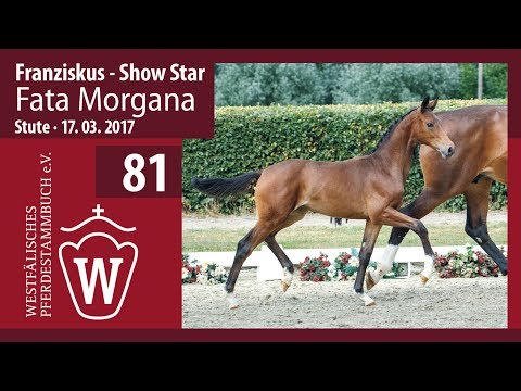 81 Fata Morgana  Stute v. Franziskus - Show Star