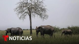Elefantes expulsados por la industria del aguacate | Noticias Telemundo