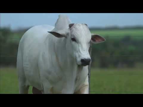 20 DOSES CONVENCIONAL NELORE - 20017 DA KANG.