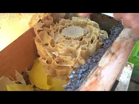 Em Horizontina, conheceremos as diferenças entre espécies de abelhas sem ferrão - Rio Grande Rural