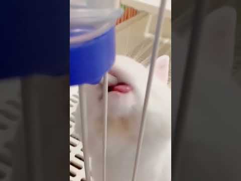 水兔寶寶