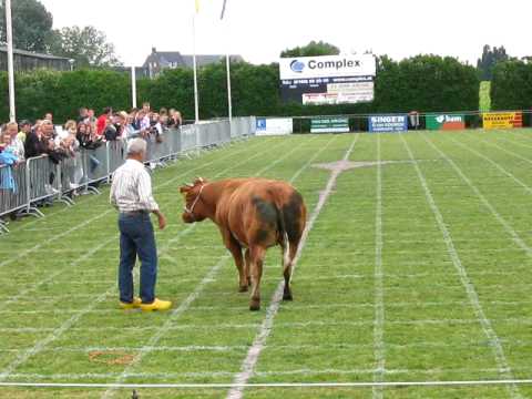 Koeschijten bij DONK