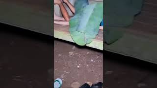 Download lagu sepasang gancet 6 jam mp3 Download lagu sepasang gancet 6 jam mp3