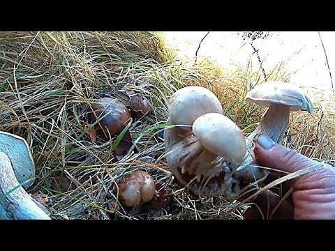 Гриби Білі в Травах. White mushrooms in the Herbs.
