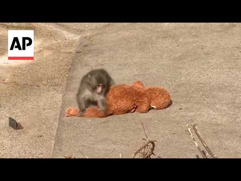 Baby monkey 'Punch' carries stuffed toy as a companion at a Japan zoo