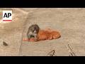 Baby Monkey Punch Carries Stuffed Toy As A Companion At A Japan Zoo