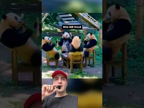 Überleben trotz aller Nachteile STATT perfekte Anpassung. #viral #tiere #wissen #fakten