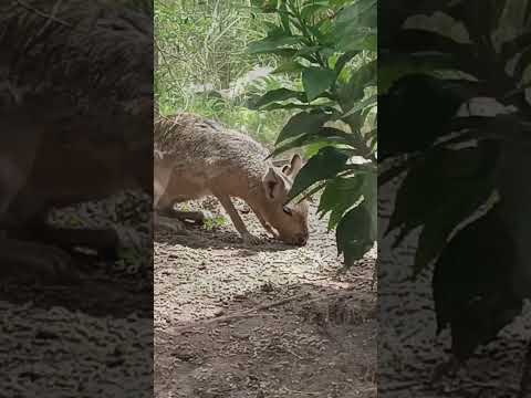 16 de Febrero 2026 - Buenos Aires 🇦🇷Animalitos en el Ecoparque.