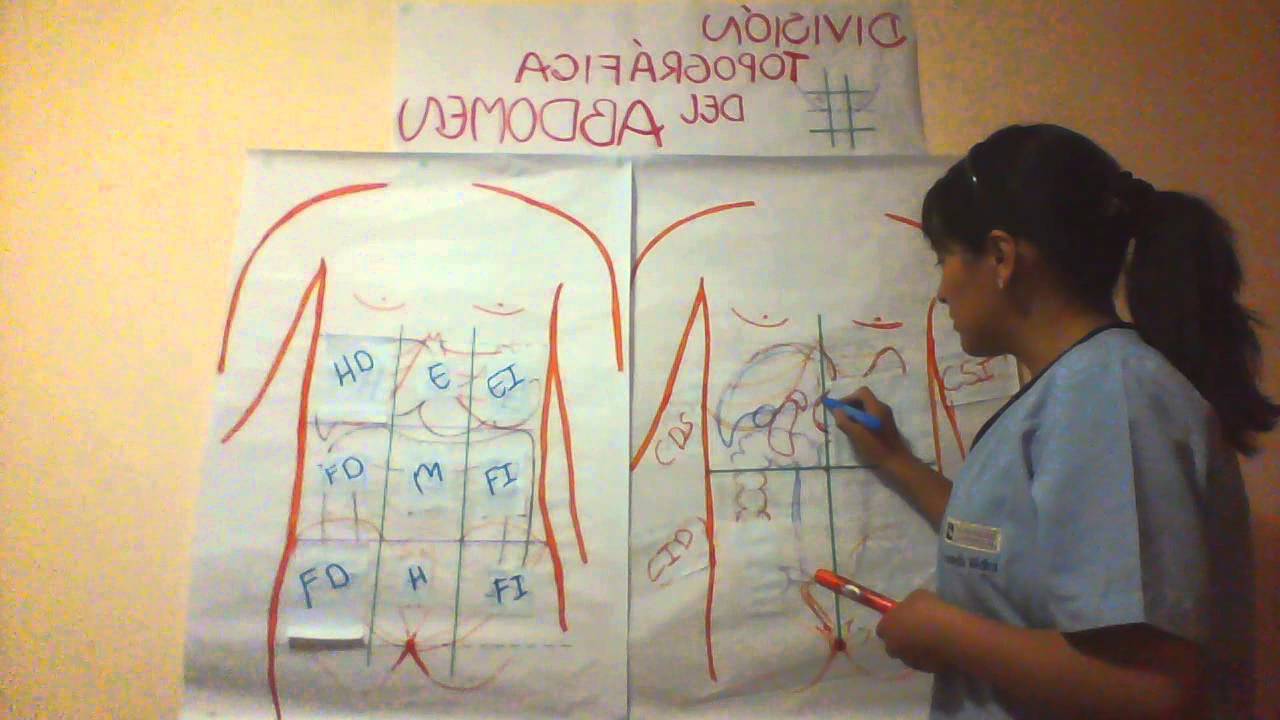 ANATOMÍA II TOPOGRAFIA DEL ABDOMEN