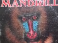 Mandrill - Panama