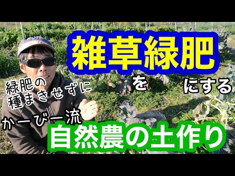 タンジーの葉のファセリア ファセリア タナセティフォリアを緑肥蜂蜜植物として使用する方法