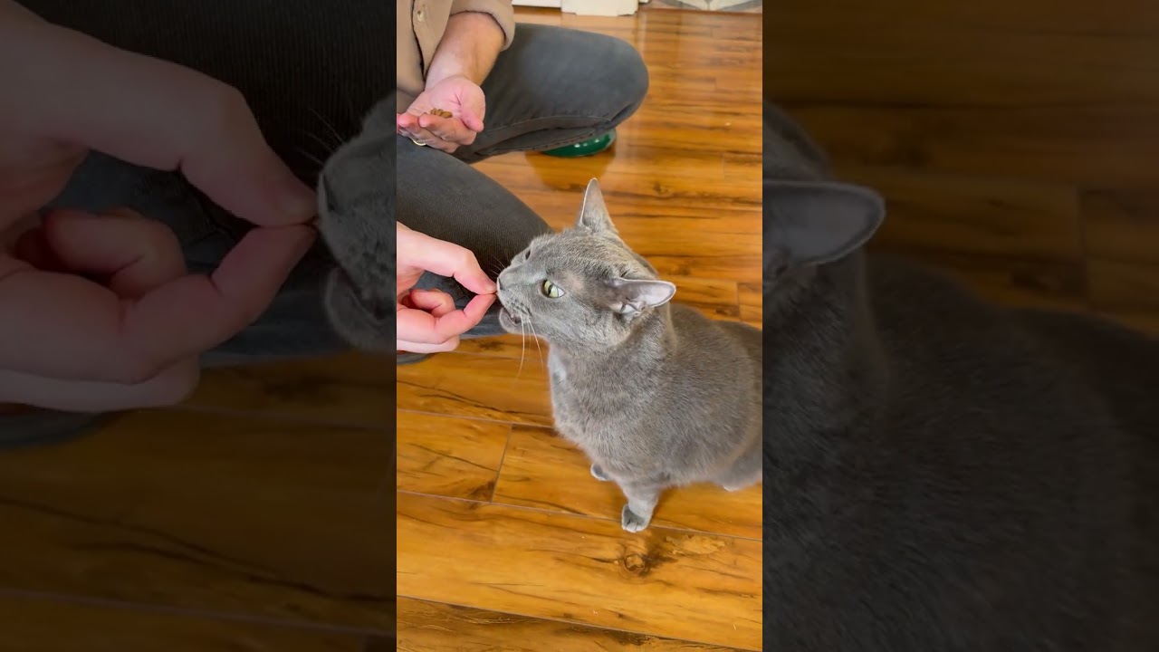 Enlarge Mollee (bonded with Gizmo), a ADOPTABLE mixed breed in Franklin, TN video 5/5