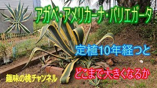 [Agave americana variegata] How big will it grow after 10 years of planting? 25/9/19