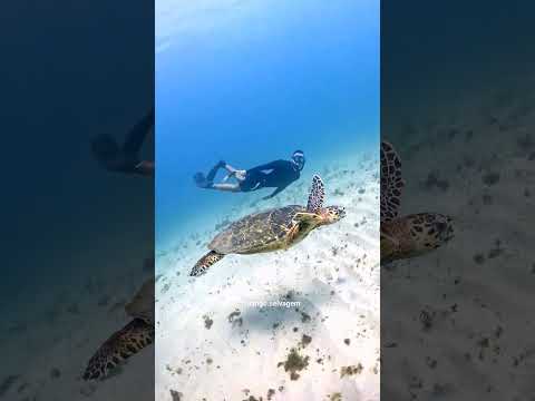 NADANDO COM UMA TARTARUGA MARINHA 🥹