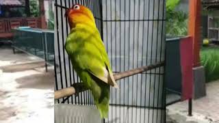 Download lagu MASTERAN LOVEBIRD ISIAN KENARI CILILIN KONSLET mp3