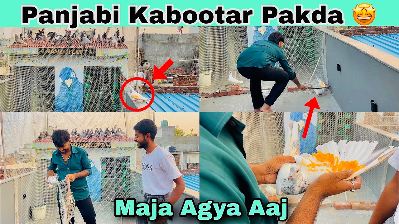 Today Punjabi pigeon was caught. Punjabi pigeon was caught.