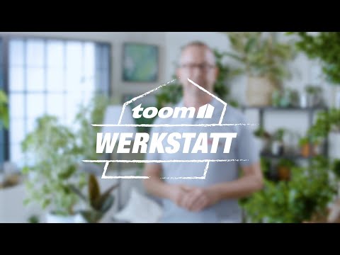 toom Pflanzentipps: Birkenfeige - Ficus benjamina | toom Baumarkt