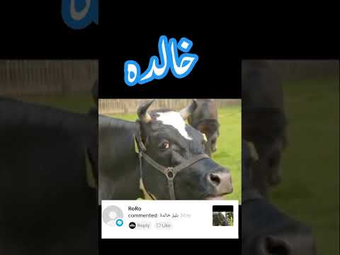 Khalida name funny video 🤣😜🐃|#funnyvideo 🤪#khalida #viral 💥#status |in trending&unique shorts