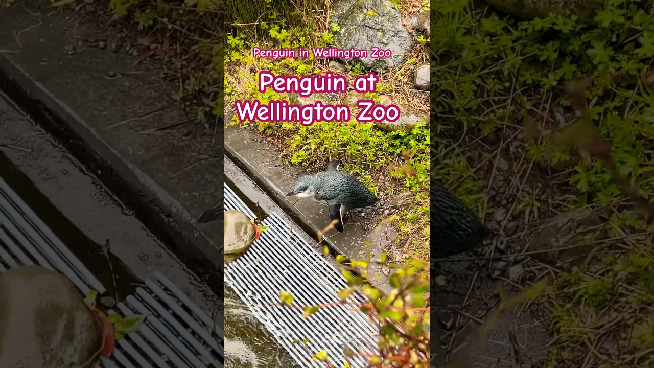 YouTube Short thumbnail