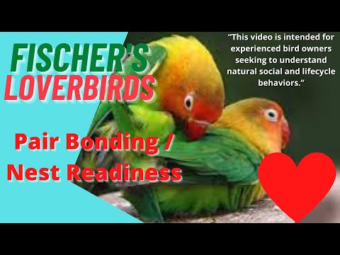 Fischer's love birds Pair Bonding & Nest Readiness - Educational