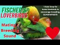 Fischer's love birds parrot mating breeding call sound 1 hour video to encourage mating in home bird