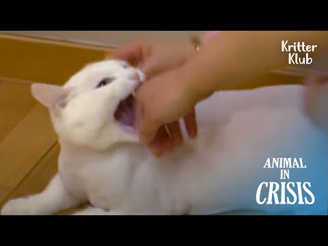Cat Who Felt Betrayed By His Owner He Loved Became Aggressive | Animal in Crisis EP193