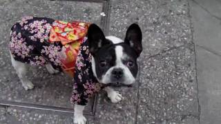 preview picture of video 'French Bulldog So cute in KIMONO. フレンチブルドッグ Kawaii'